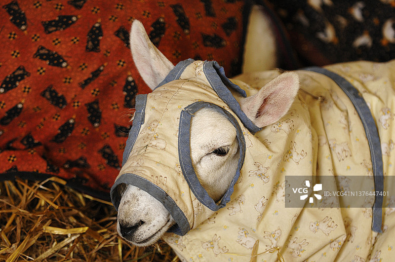 裹在暖和外套里的家养绵羊图片素材