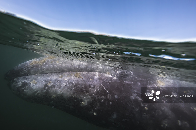灰鲸在墨西哥下加利福尼亚州水下图片素材