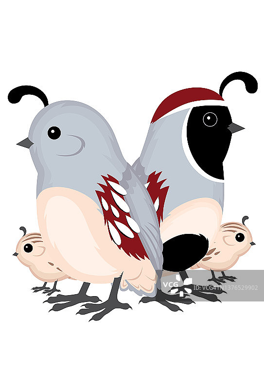 鹌鹑一家图片素材