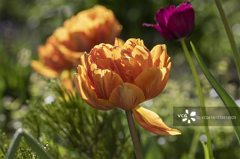 阳光下观赏花园中鲜红色的蒙特奥兰治牡丹郁金香图片素材