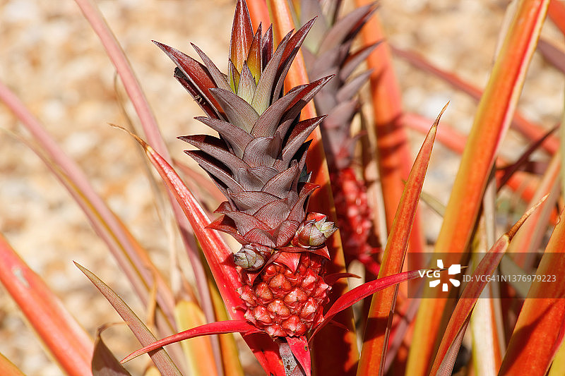 菠萝植物图片素材