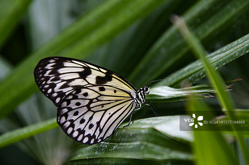 纸风筝蝴蝶图片素材
