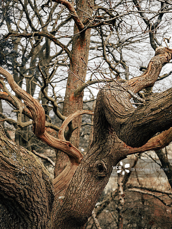 英国乡村的树木和森林图片素材