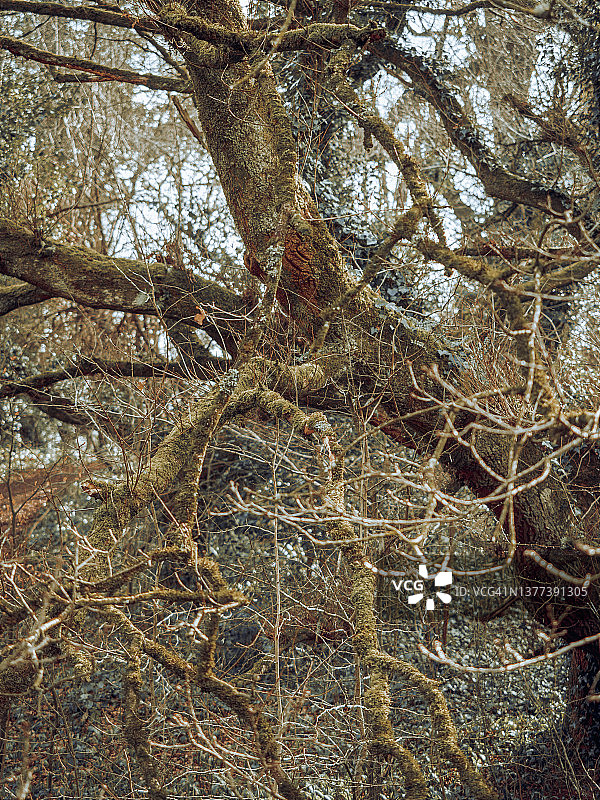 英国乡村的树木和森林图片素材