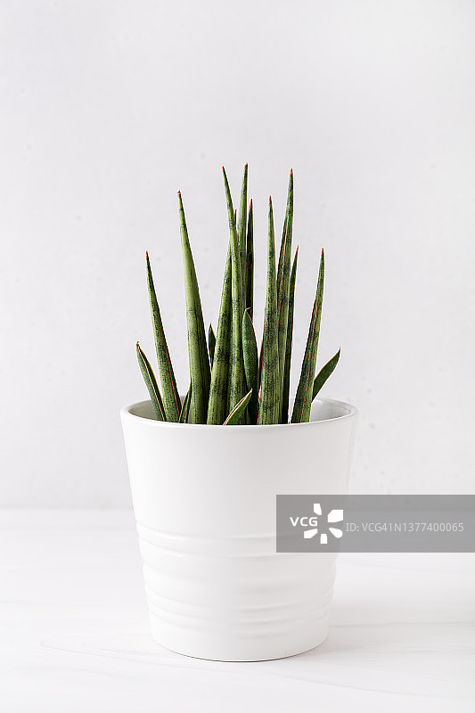 白色桌子上的盆栽虎尾兰图片素材