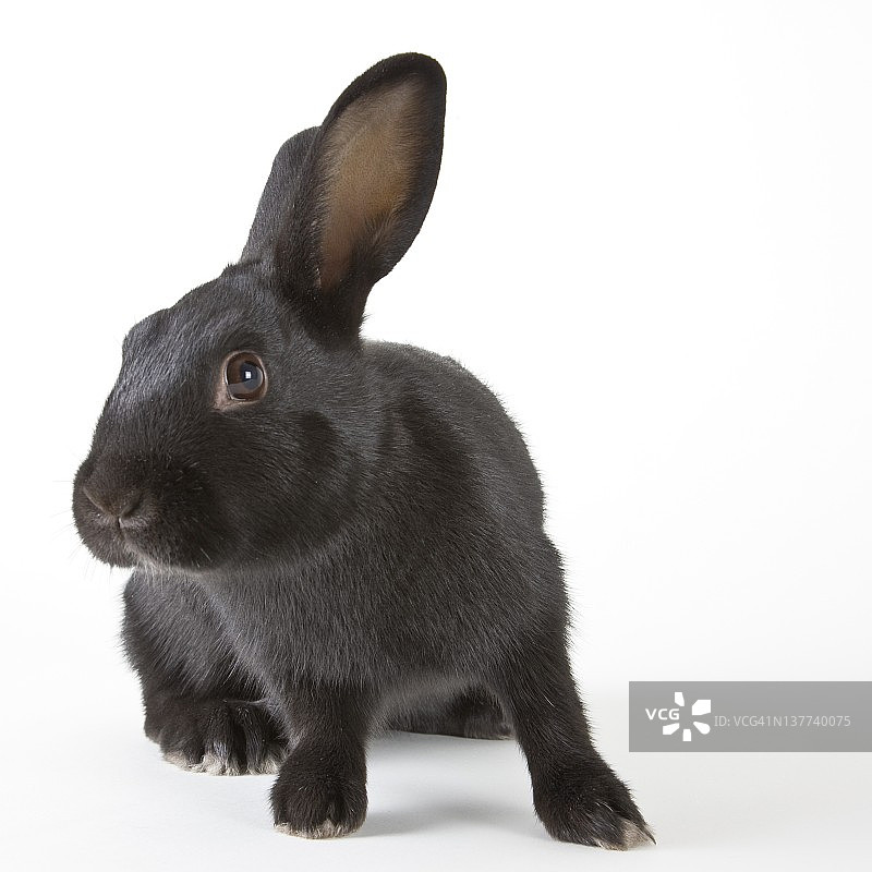 影棚拍摄兔子肖像图片素材