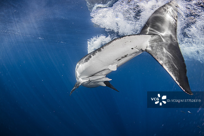 墨西哥瓜达卢佩岛海域的大白鲨图片素材