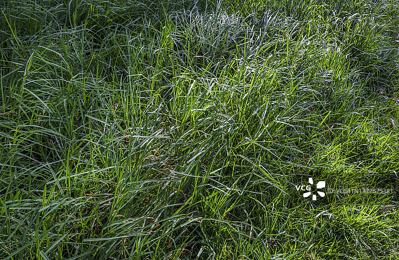 未经修剪的野生长草图片素材