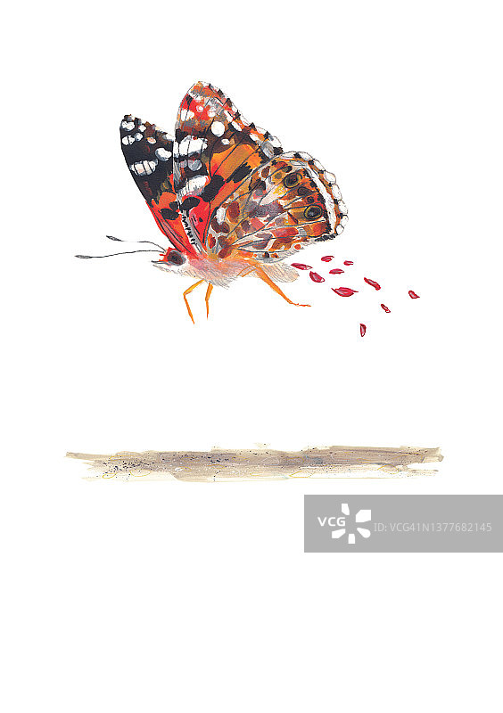 菜粉蝶从蛹中羽化后排出红色液体图片素材