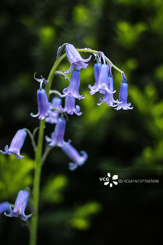 西班牙蓝铃图片素材