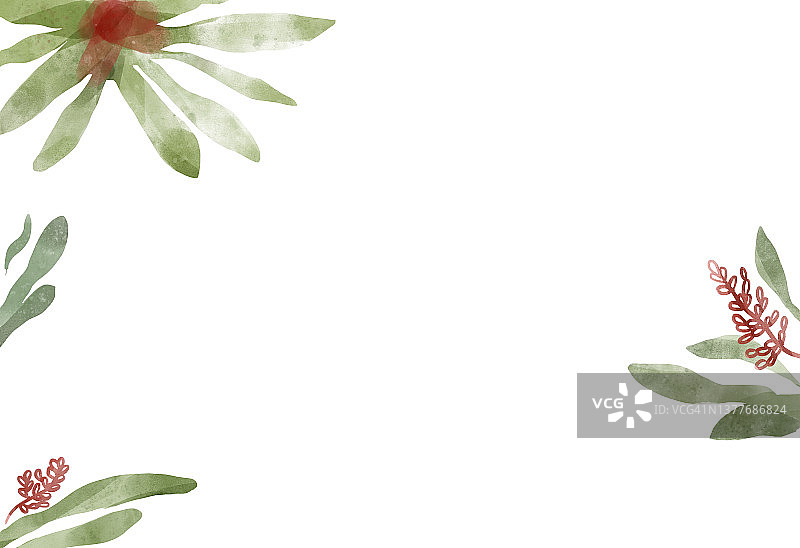 凤梨科植物图片素材