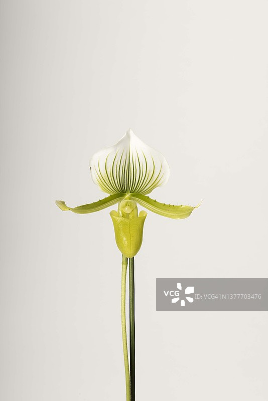 杏黄兜兰图片素材