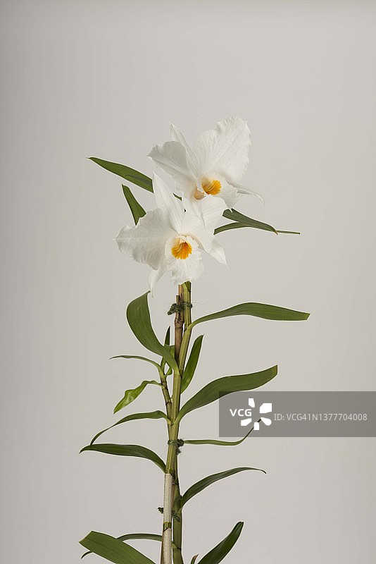 兜唇石斛图片素材