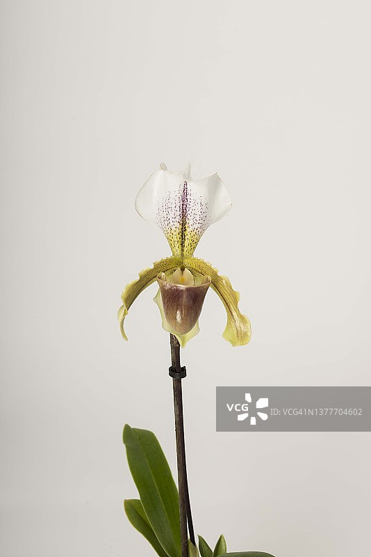 兜兰 leeanum图片素材