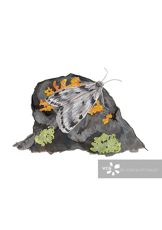 岩石上的北极毛虫图片素材