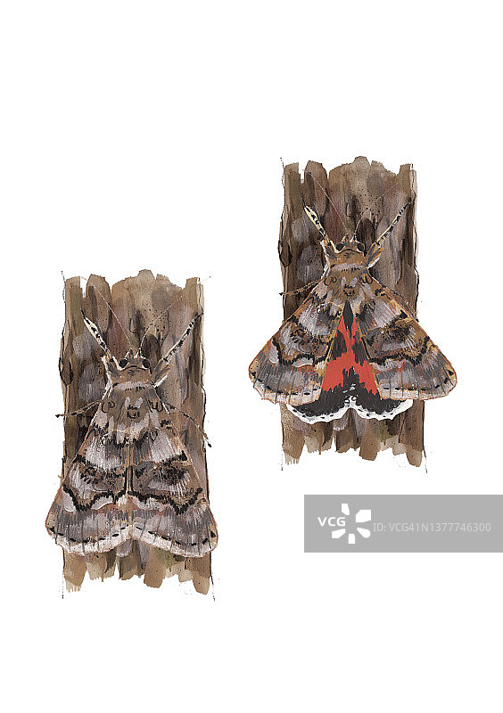 法国红翅蛾栖息在树皮上图片素材