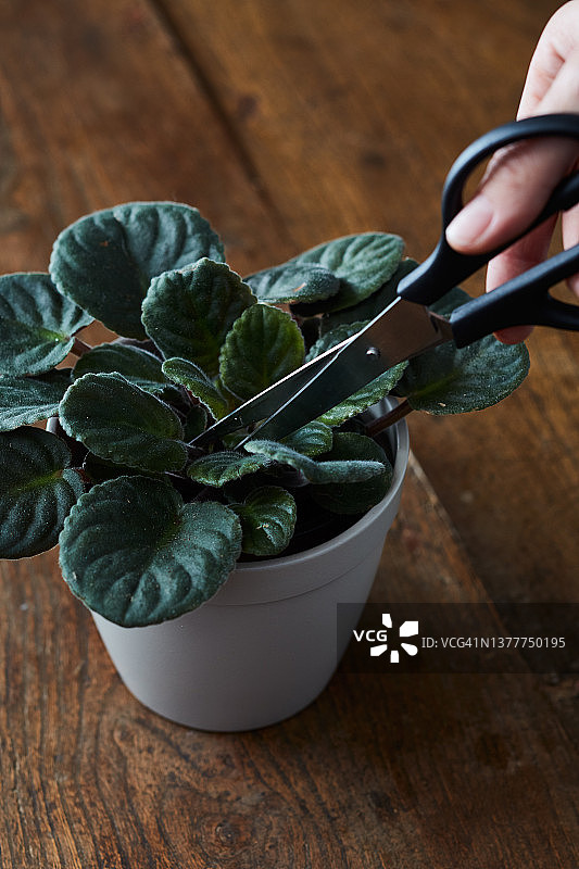 简单的水培法图片素材