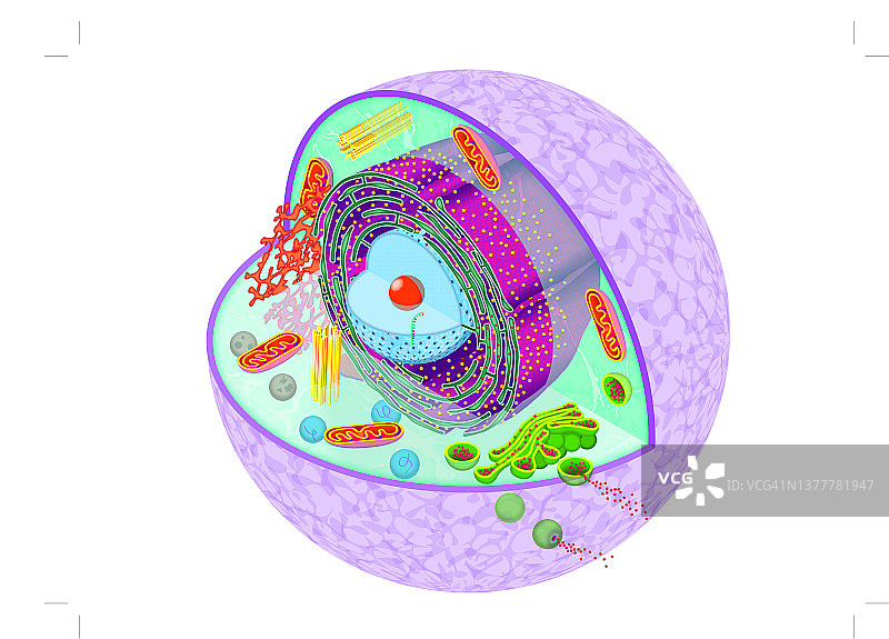 简易细胞图片素材