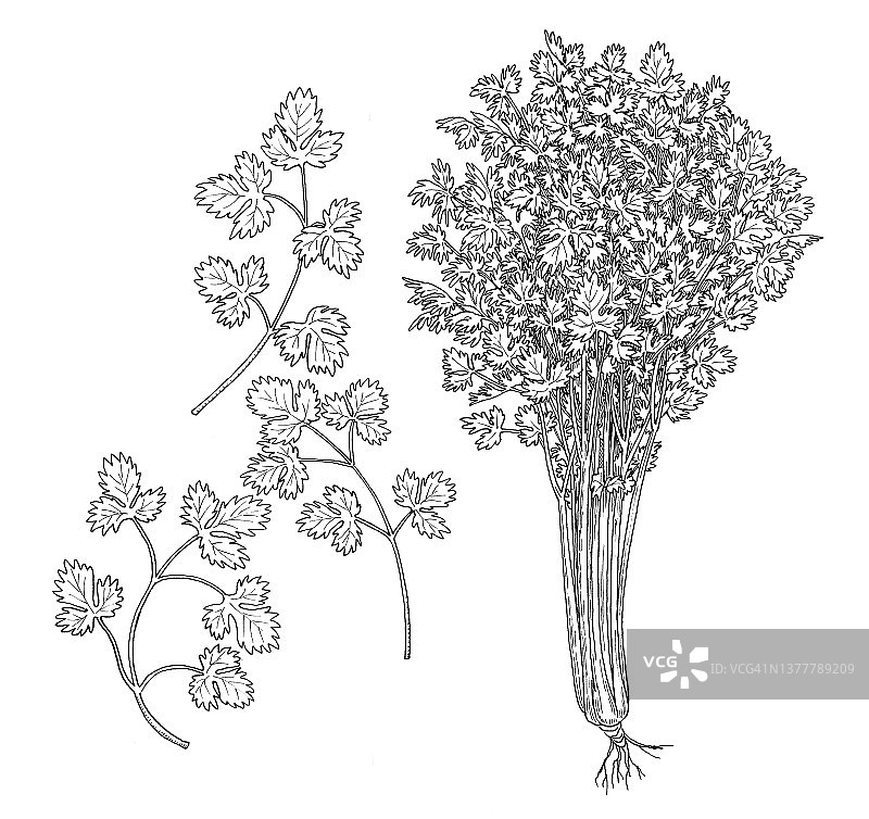 欧芹图片素材
