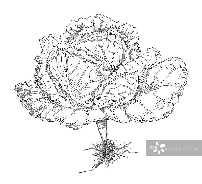 卷心菜图片素材