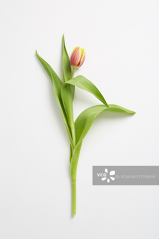 郁金香图片素材