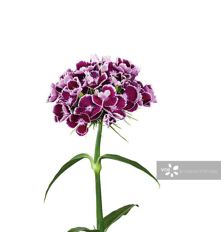 香石竹图片素材