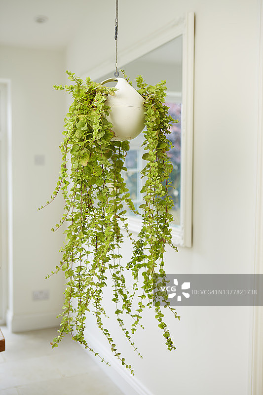悬挂容器中的印度薄荷植物，生长至1米图片素材