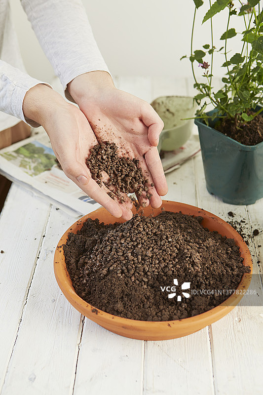 用排水良好的土壤盆栽藿香图片素材