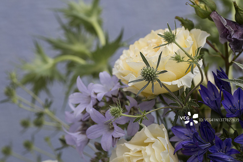 海冬青花束图片素材