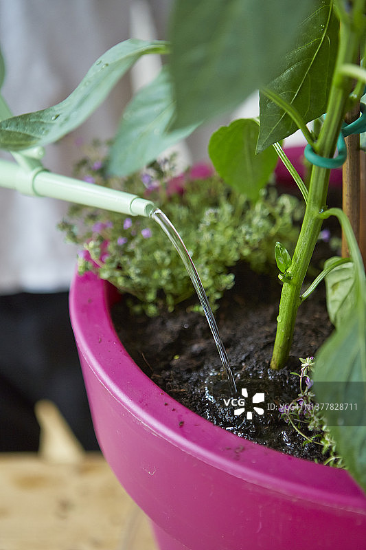 给甜椒植物浇水图片素材