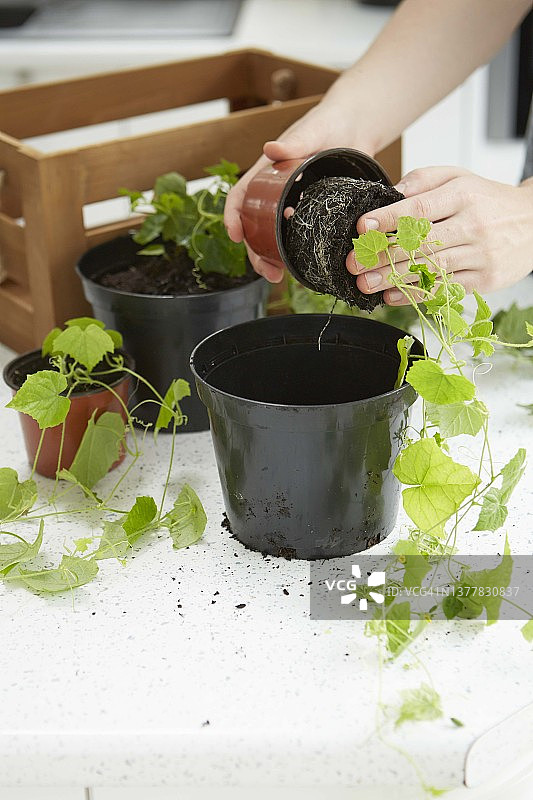 墨西哥迷你黄瓜项目图片素材