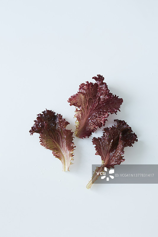白色背景上的罗莎红生菜叶图片素材