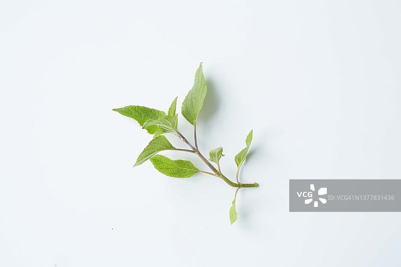 凤梨鼠尾草枝条，白色背景图片素材