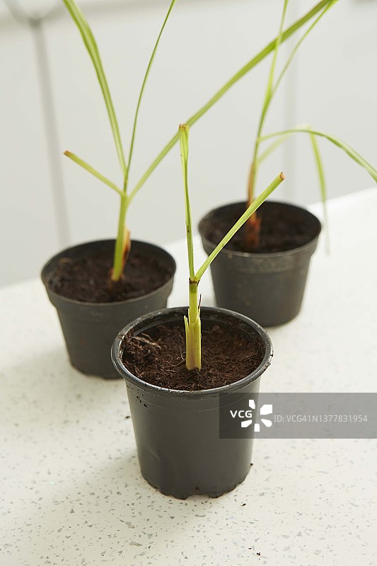 柠檬草项目图片素材