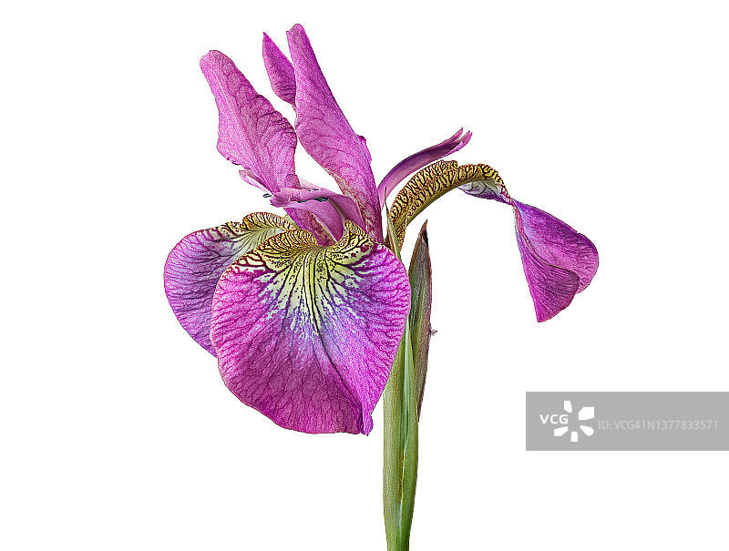 粉色西伯利亚鸢尾花图片素材