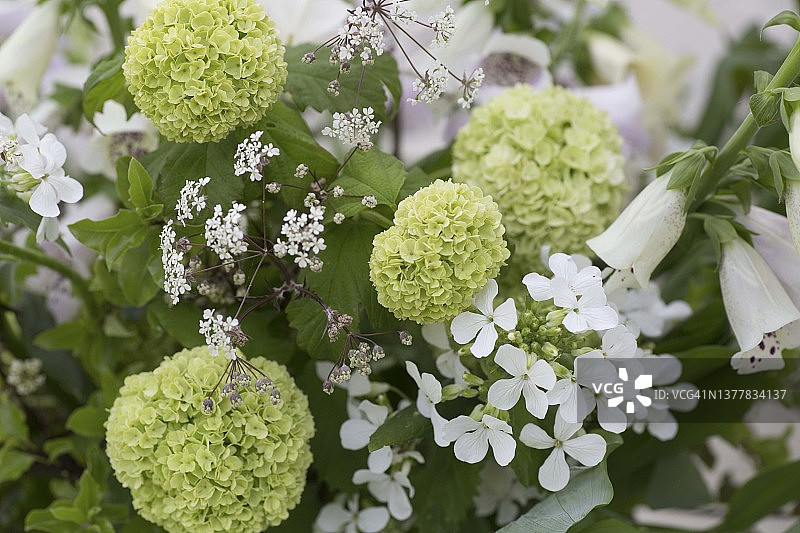 毛地黄花卉排列图片素材
