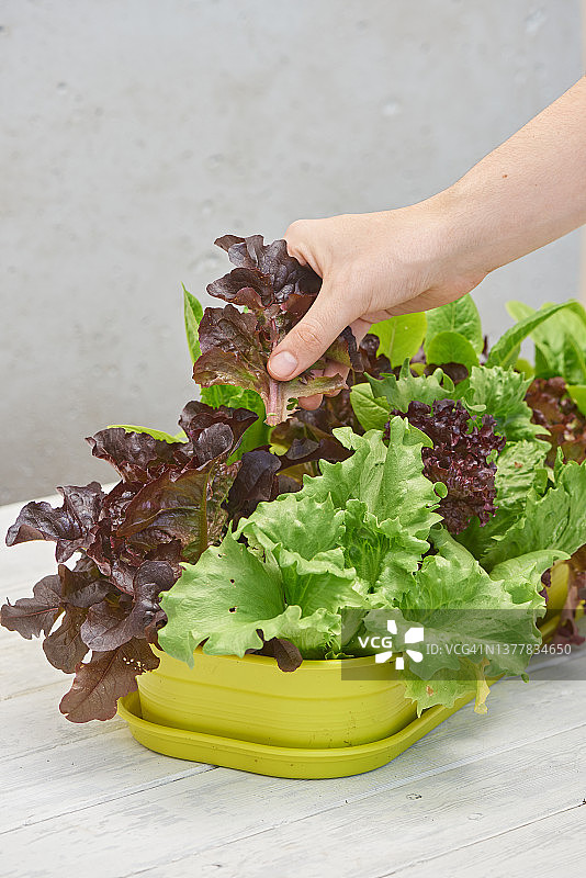 手工收割可多次采摘的莴苣图片素材