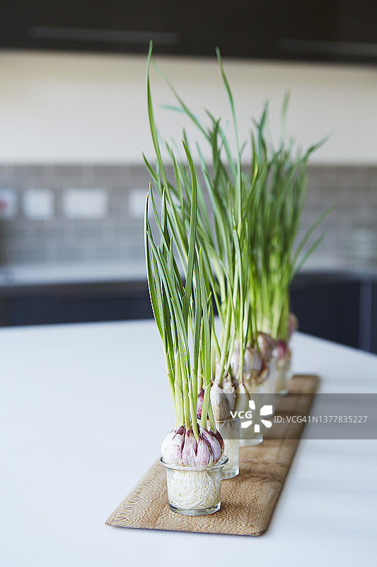 水培蒜苗图片素材