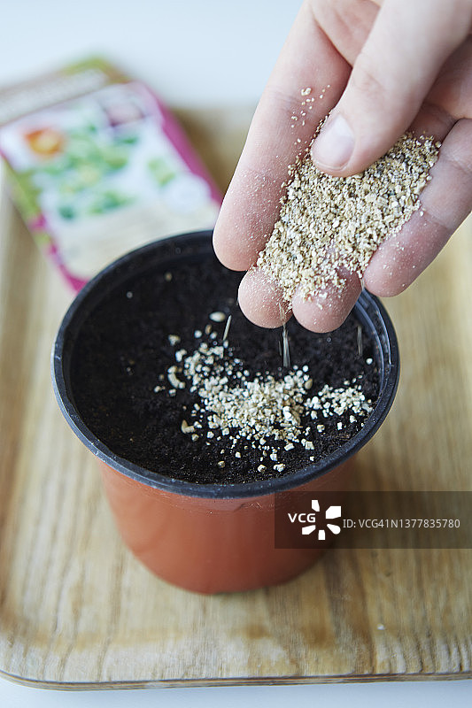 在变色龙播种的种子中添加蛭石图片素材