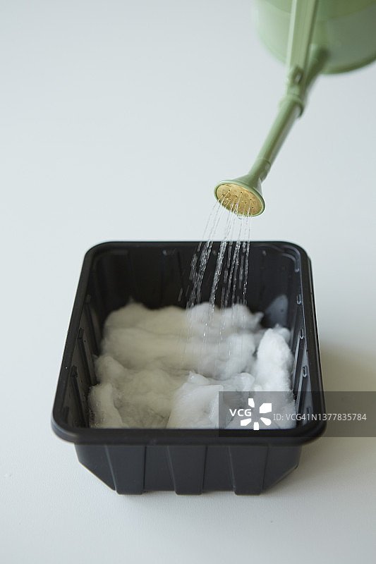 播种前湿润棉花与小玫瑰洒水壶图片素材