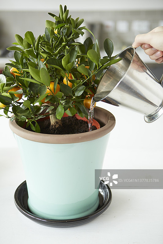 用金属壶给四季橘施肥图片素材