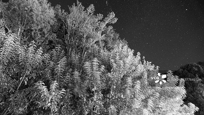 巴塔哥尼亚树木与星空夜景照片图片素材