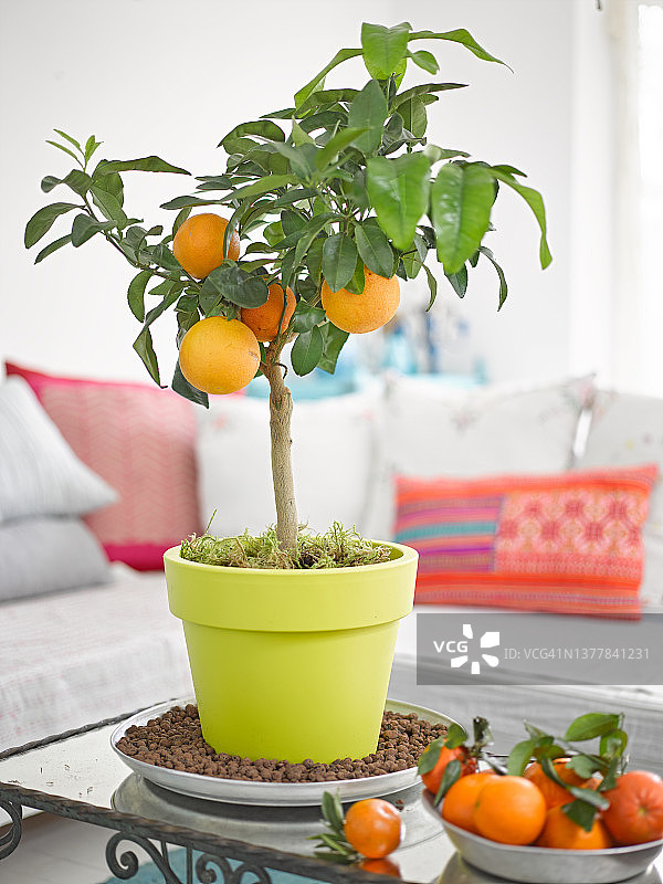 休息室咖啡桌上的橘子树图片素材