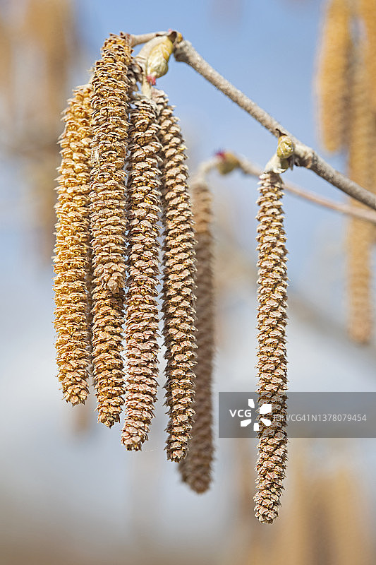 榛子花图片素材