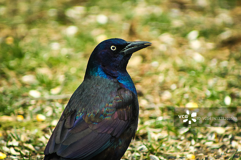 拟八哥图片素材