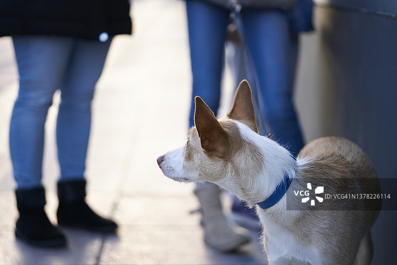 混血犬背对镜头戴着蓝色项圈，背景中是无法辨认的人图片素材