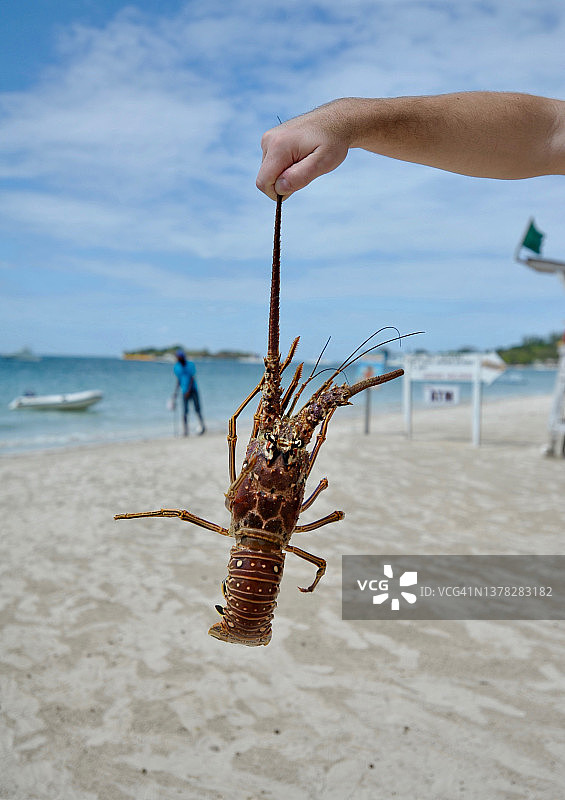 白人男子在牙买加海滩展示刚捕获的加勒比海刺龙虾图片素材