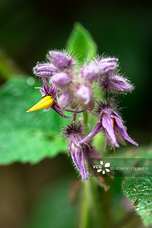 野生茄子花图片素材
