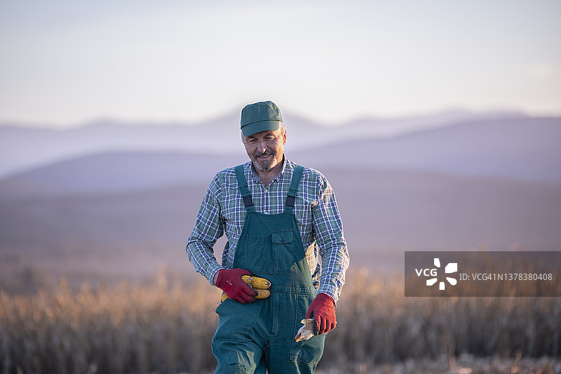 玉米地里的年长农民图片素材