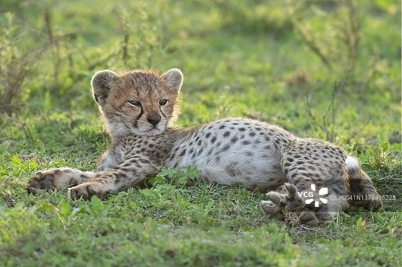 猎豹幼崽在稀树草原上放松图片素材